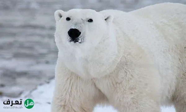 معلومات عن الدب القطبي بالعربي