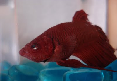 betta splenden