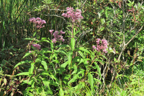 joe pye weed