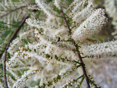 http://www.biodiversidadvirtual.org/herbarium/Tamarix-gallica-L.-img164550.html