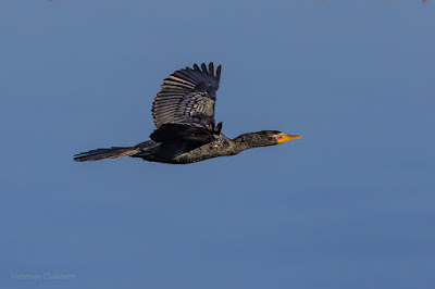 Reed Cormorant in Flight : Milnerton Lagoon / Woodbridge Island, Cape Town