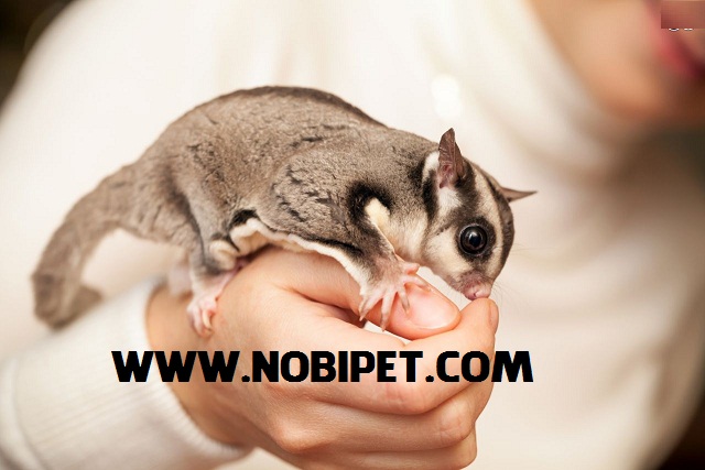 ban-soc-bay-uc-sugar-glider-gia-re-da-nang-4