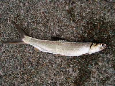 Tenpounder or Giant Herring Caught at Woodland Jetty Fishing Hotspots was created to share with those who are interested in fishing on tips and type of fishes caught around Woodland Jetty Fishing Hotspots.