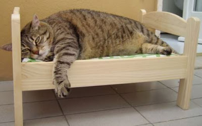 Cute and Funny Pictures of Fat Cats