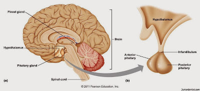 Where is the Pituitary Gland Located 