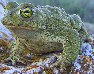 Sapo con ojos verdes y cuerpo verrugoso