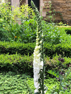 Southwark Cathedral Herb garden, White foxglove in flower