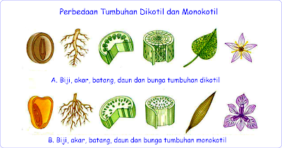 Perbedaan Tumbuhan Dikotil ( Dicotyledonae) dan Tumbuhan Monokotil (Monocotyledoneae) Berdasarkan Ciri - Cirinya