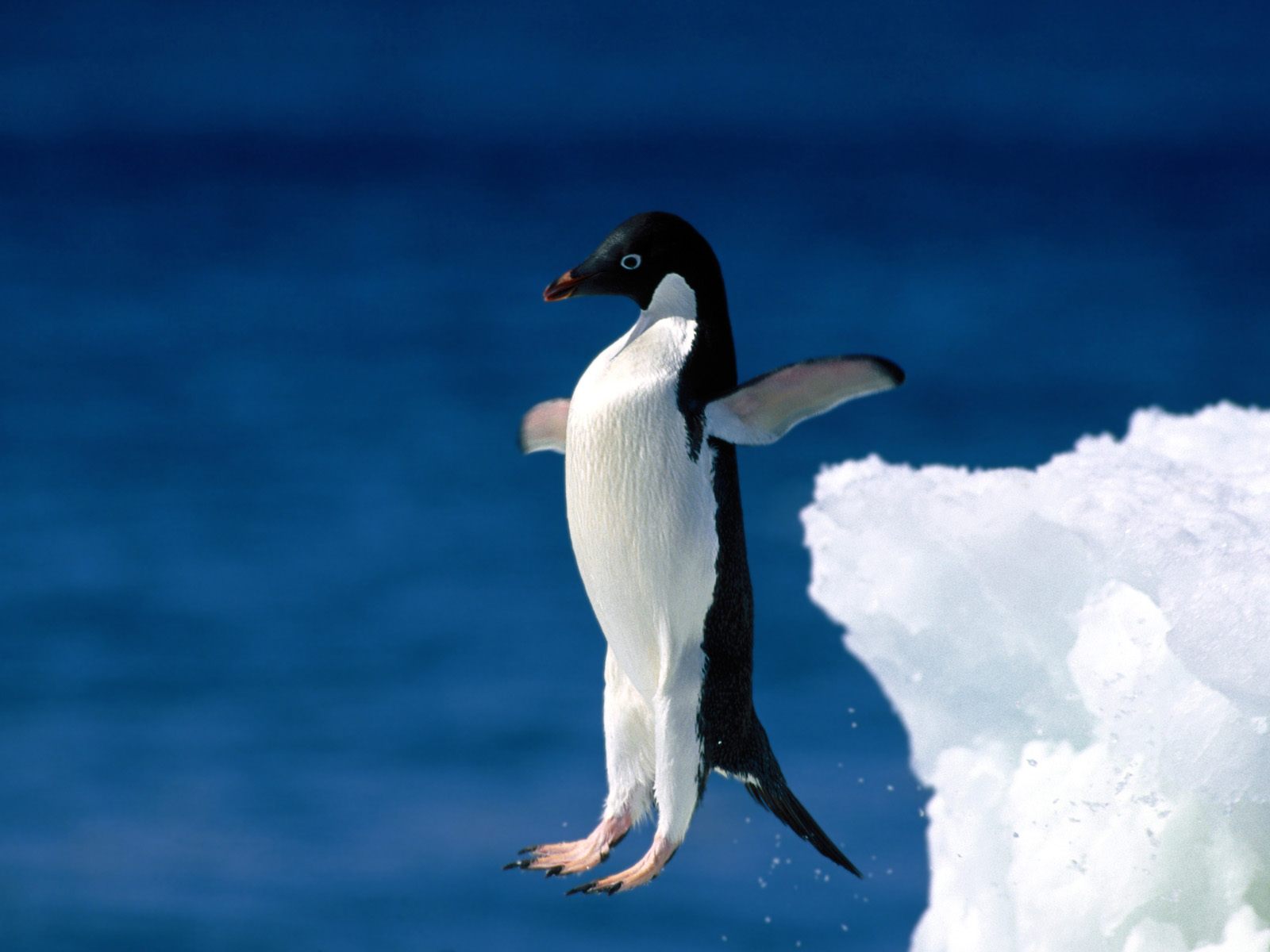 Adelie Penguin | Animal Wildlife