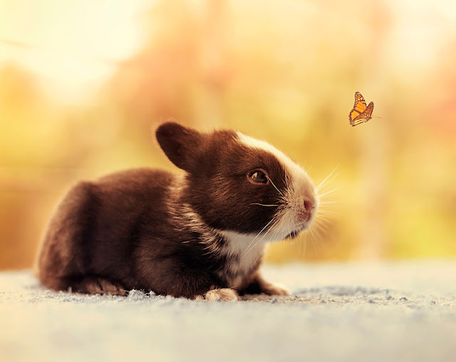 Fotógrafo registra os dez primeiros meses da vida de um coelho