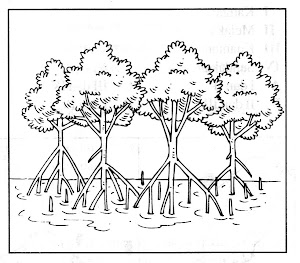 Hutan Paya Bakau