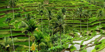 Ubud Bali