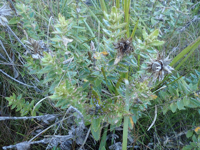 Berkheya barbata