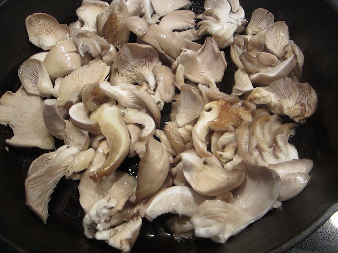 What are some good recipes to cook with oyster mushrooms? | Edible mushrooms | Biobritte mushrooms