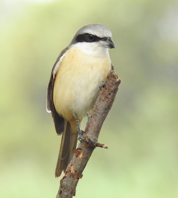 灰頭紅尾伯勞雄鳥