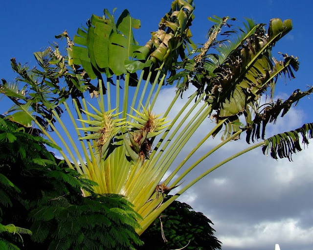 Strelitzia Bird Of Paradise