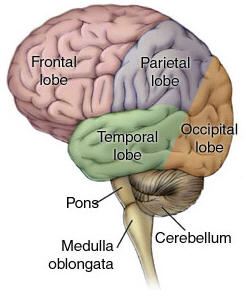 [Anatomi+otak+manusia.jpg]