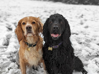 Head and shoulders shot of Eko the Golden Cocker Spaniel and Boris the Black Cocker Spaniel sitting side by side in the snow looking towards the camera