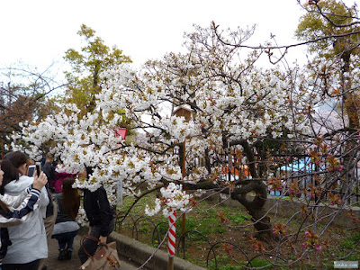 造幣局桜の通り抜け