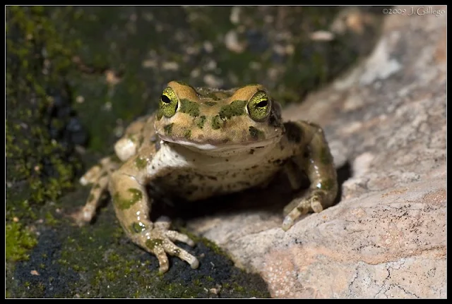 Bufo brongersmai