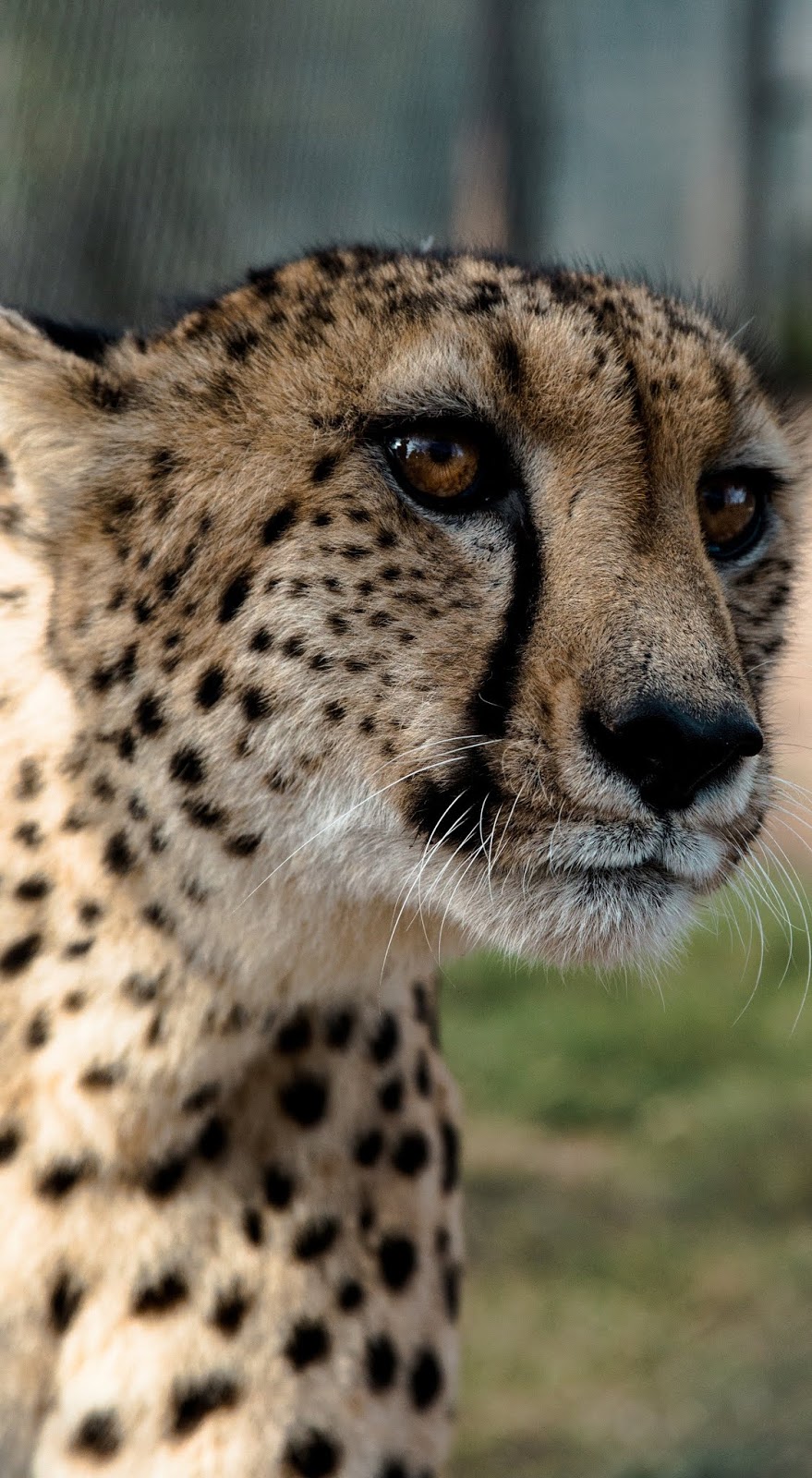 A cheetah's face up close.