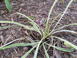 Variegated Liriope