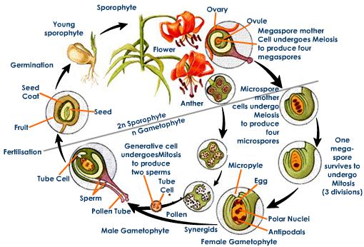 Angiosperm sexual reproduction