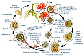 Angiosperm sexual reproduction