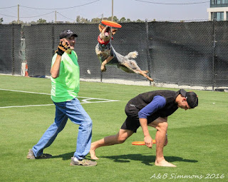 Vader on the San Jose Earthquakes practice field, playing with some of the players