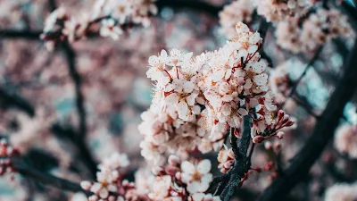 Free Sakura, Pink Flowers, Spring Wallpaper