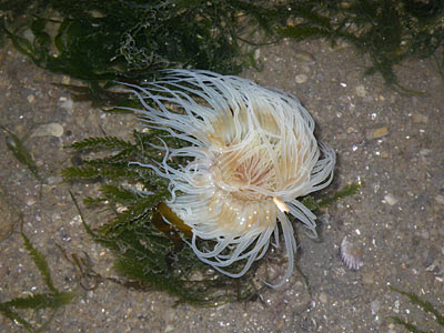 Peacock anemone