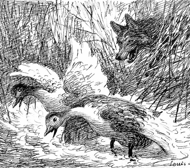 a Louis Moe illustration of a fox surprising ducks in marsh wetlands