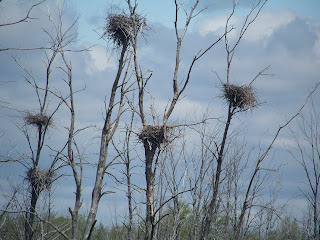 blue heron nests