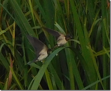 7 swallows in reeds