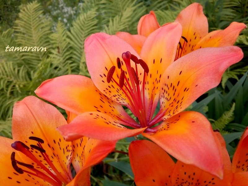 Лилия пенсильванская / Лилия даурская (Lilium pensylvanicum, =Lilium dauricum)