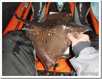 Thornback Ray