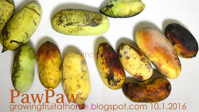 収穫したポポーが完熟しました Paw Paw ripen