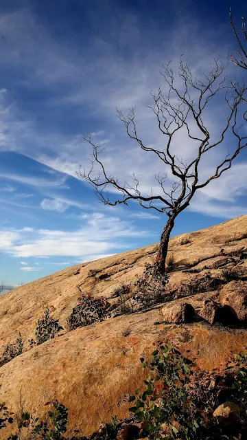 Alone Dry Tree On The Rock Free HD Wallpaper