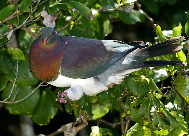 Birds Of New Zealand