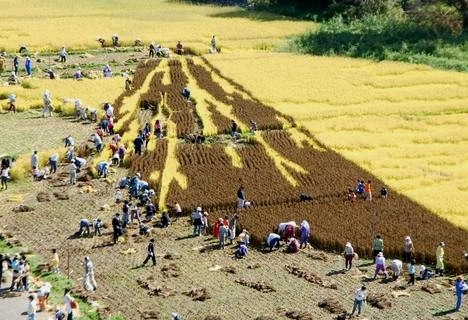 rice_art_harvest_2