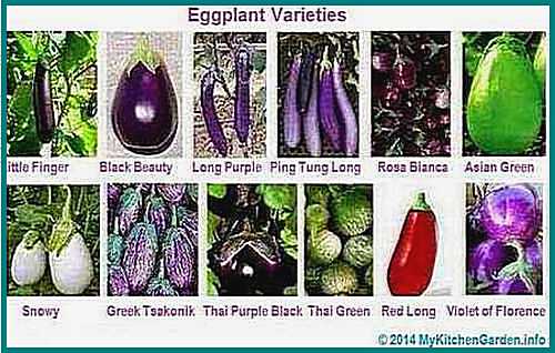 Eggplants Varieties