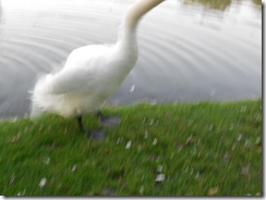 DSCN0500