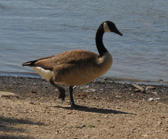 Migrating Canadian Goose at Sunset Bay, White Rock Lake, Dallas, Texas