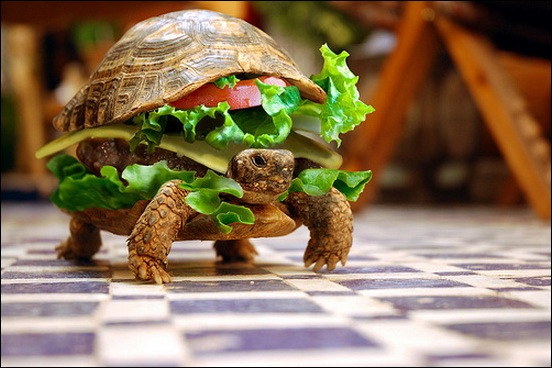 turtle-burger