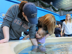 petting rays, aquarium, downtown gatlinburg, tennessee