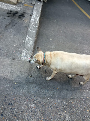 タイの野良犬