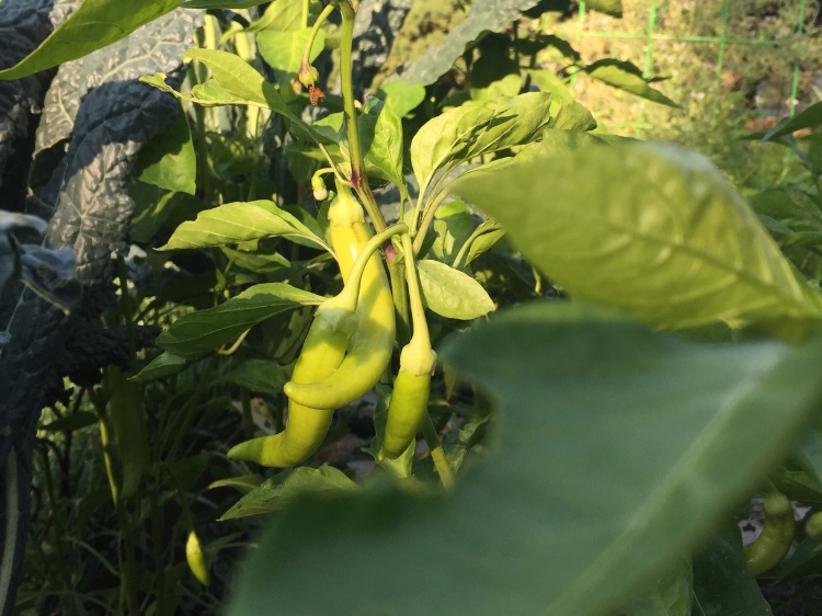 banana peppers // How to Grow Peppers // www.thejoyblog.net