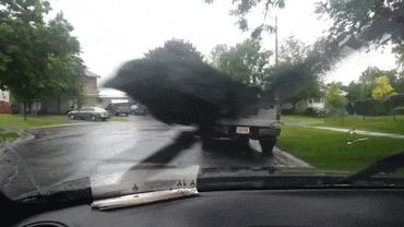 Funny animal gifs - part 334, gif, animal gif, best funny gifs