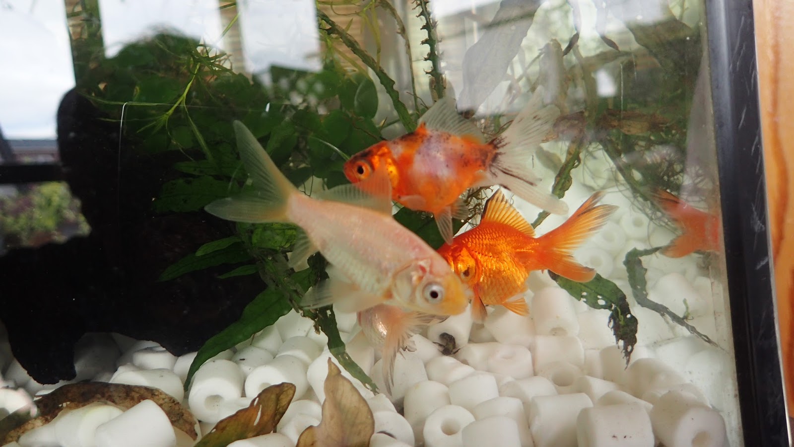 Crimaron の コミュブログ s 熱帯魚 ゲーム Etc 金魚水槽レイアウト終了 非常食として浮き草を投入