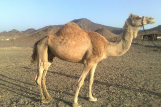 أجمل صور جمل أجمل  صور ناقة أروع صور جمل Camel